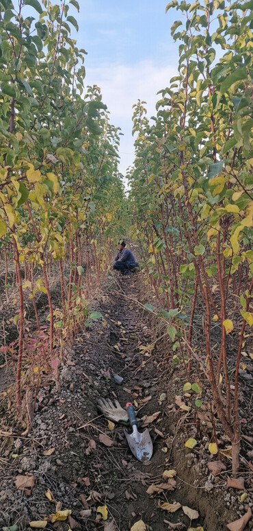 Tinglər: Meyvə tingləri – intensiv bağlar üçün - Növlər: alma və armud heyva — 2