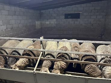 Баран, овца: Продаю | Баран (самец) | Гиссарская | На забой, Для разведения — 7