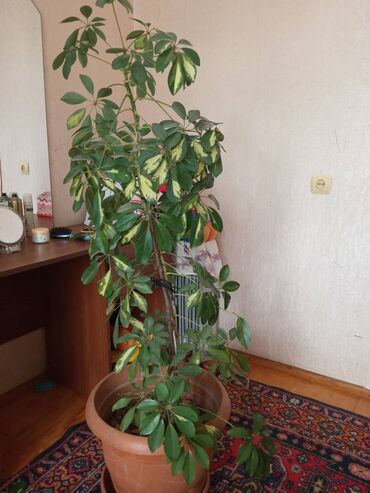 Digər bitkilər: Schefflera (Şeflera) Bitkisi—Günəş işığı təsvirli, əl barmaqları