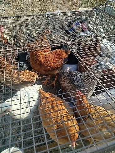 бролерные цыплята: Продаю | Куры | Домашняя | Для разведения — 3