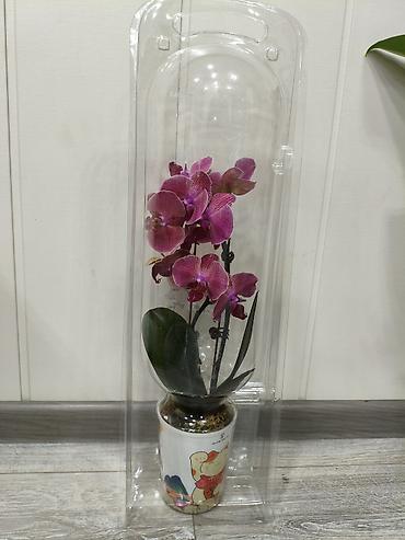 Орхидеи: Орхидея фаленопсис в прозрачном пластиковом горшке. - Разные окраски — 6