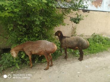 Животные: Продаю | Баран (самец) | Арашан | Для разведения | Племенные