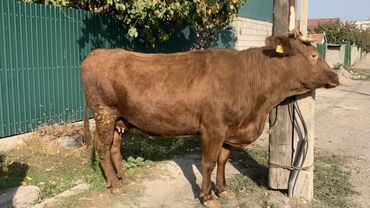 кой меранос: Сатам | Уй (ургаачы) | Сүт алуу үчүн | Байланган