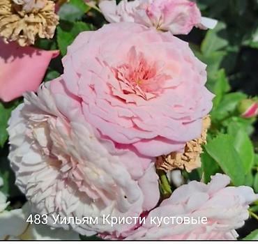 Rose saplings: Кустовые розы — сорта: - Э Шропшир Эд (№534): густомахровые — 5