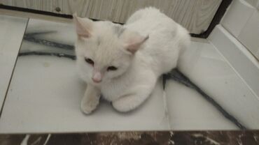 Pişiklər: Türk anqora -da lalafo.az — 29 Pişiklər: Türk anqora — 29