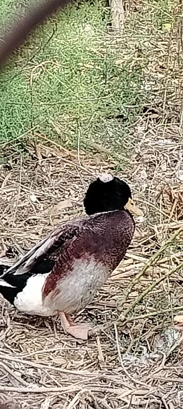 Ördəklər: . Təmiz kənd heyvanıdı. İki sortda. Qaz. satılır, yerli və Rusiyyət — 9