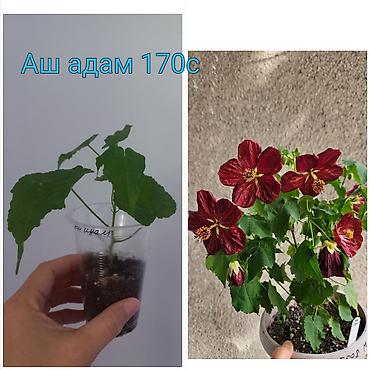 цветы уличный: Комнатные цветы в стаканчиках: 1) Глоксиния (Sinningia speciosa) с — 3