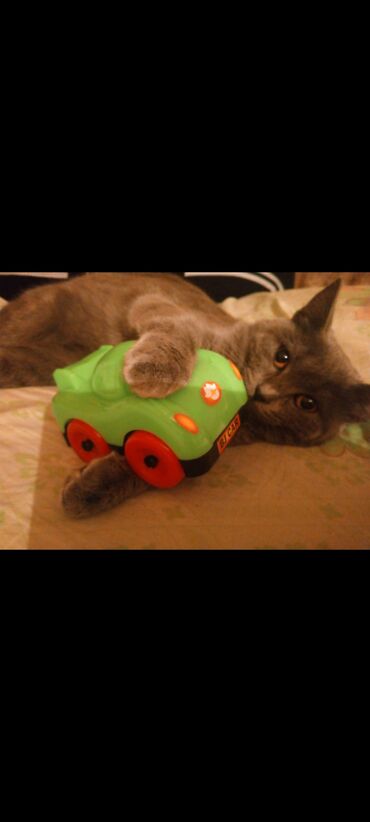 Pişiklər: Şotland, Dişi, Yaxşı əllərə, Pulsuz çatdırılma — 5