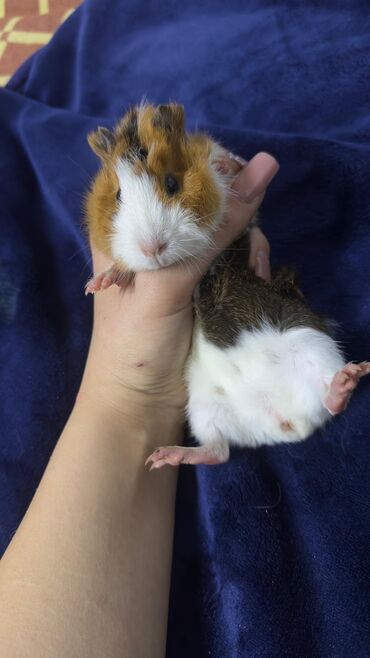 Морские свинки: ПРОДАЮ МОРСКУЮ СВИНКУ! •ДЕВОЧКА •РОДИЛАСЬ 16 ОКТЯБРЯ •ПУШИСТАЯ — 6