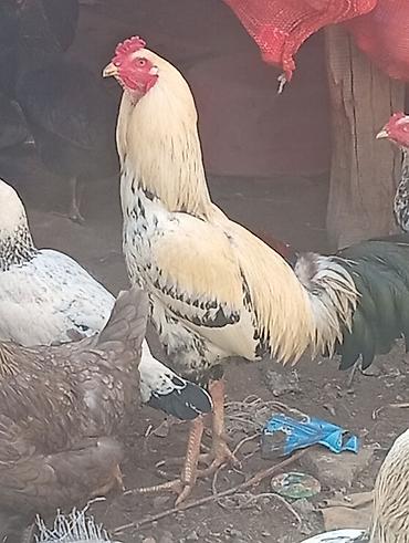 mingecevir heyrati: Xoruz, Heyratı, il: 1, Ödənişli çatdırılma, Ünvandan götürmə — 2