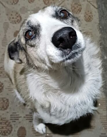продам вольер для собаки бу: Шарик ищет дом! 🐾Пол: девочка Я — самая что ни на есть обычная