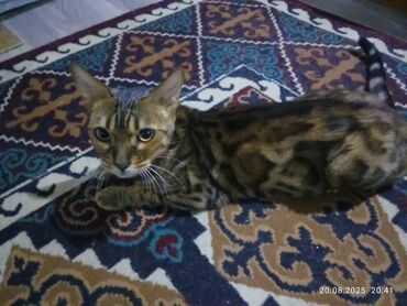 сиамская кошка: Бенгал, 2 жаш, Ургаачы, Лотокко барууга үйрөтүлгөн
