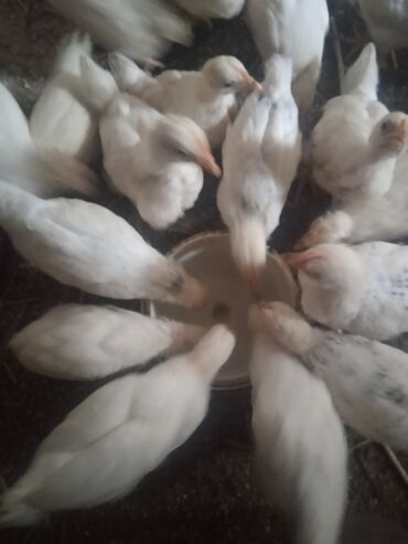 голуби птицы животный: Продаются цыплята Адлер 380 сом