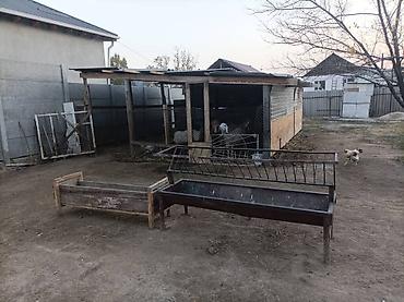 Продажа коттеджей и домов: Продаётся частный дом с большим двором и хозяйственными постройками at lalafo.kg — 11 Продажа коттеджей и домов: Продаётся частный дом с большим двором и хозяйственными постройками — 11
