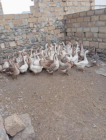 Сельхозптицы: Qaz sürüsü – iri cins, ağ və qəhvəyi rəng qarışığı vatsap nömrəsi 055 — 2