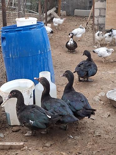 Lal ördəklər
Qeyd : Kiloqramı 12 manatdır