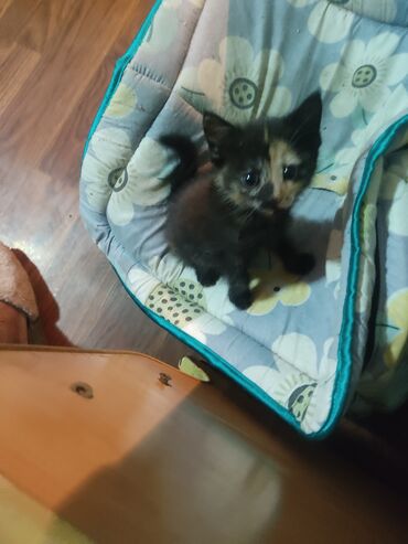 Отдам даром кошку: КОШКИ И КОТЯТА У НАС ПРИЮТ любой окрас есть можете выбрать у нас — 19