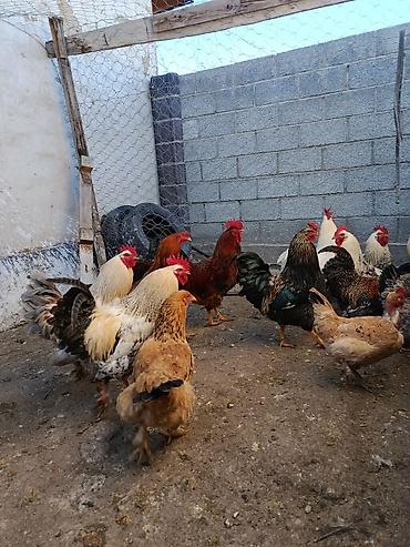 Куры, петухи: Продаю | Петух, Куры | Домашняя | На забой, Несушки, Для разведения — 10