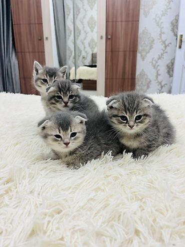 Pişiklər: Şotland, Erkək — 4