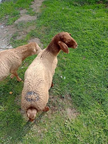 coban iti satılır: Dişi, il: 1, Ətlik — 6