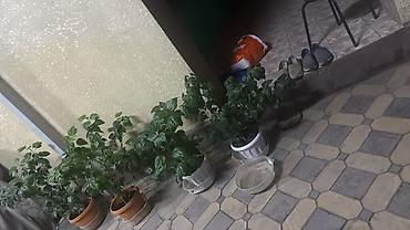 Бөлмө өсүмдүктөрү: Комнатные растения в горшках у меня много каждая по 2500 звоните — 2