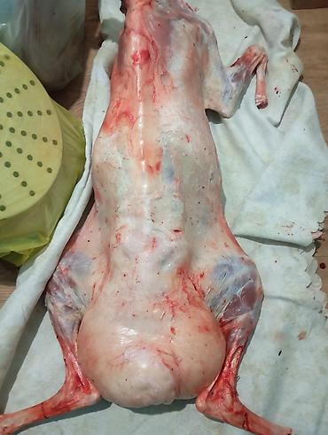 куринные кости: Туша ягнёнка, полностью выпотрошенная и готовая к приготовлению — 1