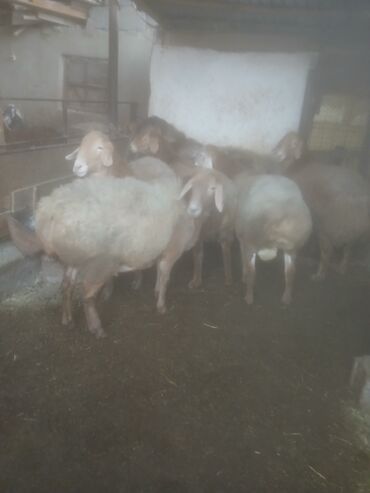 Бараны, овцы: Продаю | Овца (самка) | Для разведения | Матка — 2