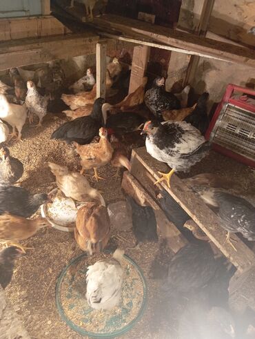 Cücələr: Toyuq cücələri, Ətlik — 1