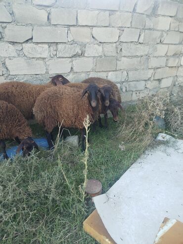 Qoyunlar, qoçlar: 9 baş qala cinsi quzular 3- ü erkək 6 sı Dişidir.öz Həyətimin — 5