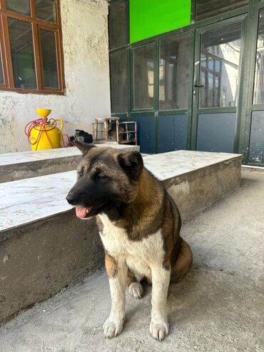 akita it: Akita-inu, 1 il, Dişi