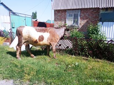 стельный корова: Продаю | Корова (самка) | Симментальская | Стельные