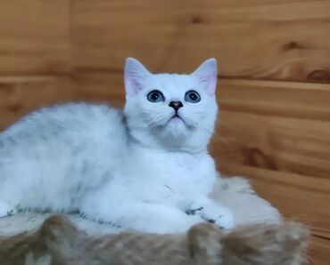 шотландская золотая шиншилла купить: Продаётся шотландский котёнок скоттиш страйт,окрас -серебристая