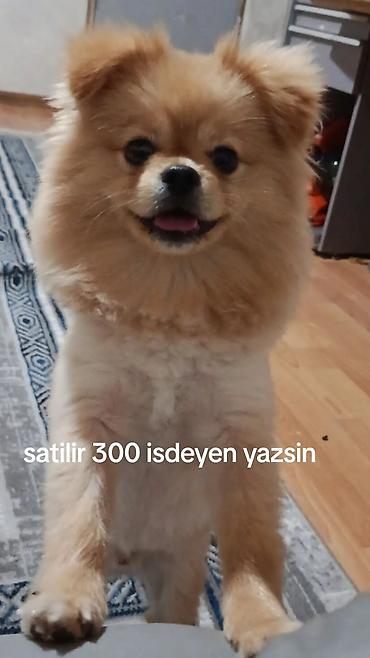 spitz: Şpitz, 10 ay, Erkək — 1