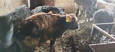 Коровы, быки: Продаю | Бык (самец) | На откорм | Искусственник — 4