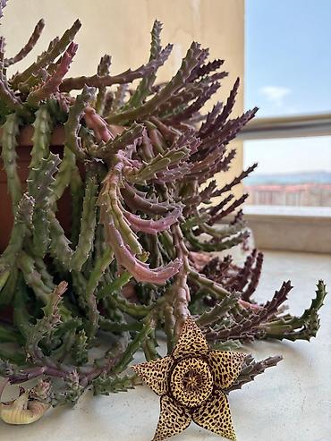 nar ciceyi: Stapeliya (Orbea/Stapelia) – nadir görünüşlü ətli/sukkulent bitki - — 3