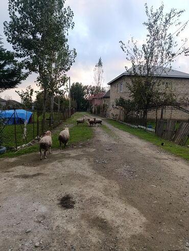 продажа птиц в баку: 💥 Lənkəranda təmiz və təbii yemlə bəslənmiş quzular 🐑 Tək-təkdə