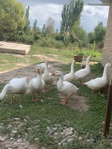 жаныбарлар ат: Домашние белые гуси (стадо) - Порода: белые крупные (типа — 1
