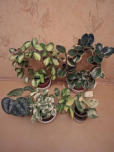 Сингониумы: Коллекция комнатных растений — подборка декоративно-лиственных — 4