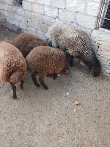 Mal-qara: Qoyun və quzu dəstəsi - Növ: Yerli ətlik/yunlu qoyunlar - Tərkib: Ana — 8