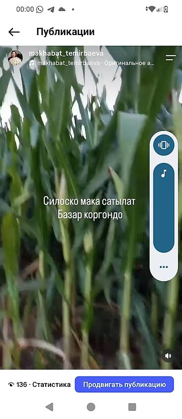 Силосная кукуруза на продажу. - Культура: кукуруза на силос -