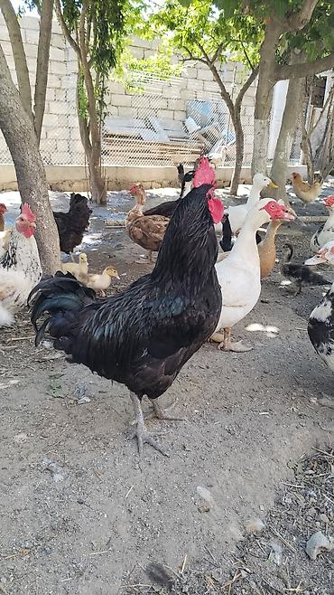 at şekilleri: Xoruz, il: 1, Ödənişli çatdırılma — 1