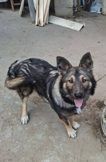 İtlər: 6 ayliqdir.korpelik weklide qoyulub.2-3 dil oyretmiwem otur uzan — 6