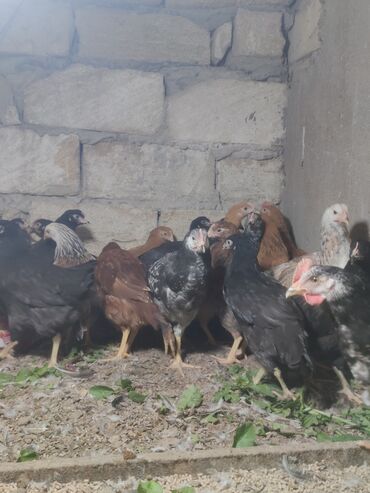 Cücələr: Toyuq cücələri, Ətlik — 10