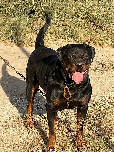 pitbul erkek: Rotveyler, 2 il, Erkək, Peyvəndli, Ödənişli çatdırılma — 1