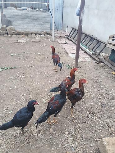 heyrati barter: Xoruz, Heyratı, il: 1 — 2
