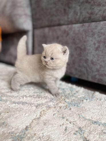 маленький кот: Продаются шотландские плюшевые котята, два мальчика, фолд и страйт