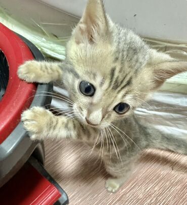 миска для животных: Бенгал, 2 айлык, Эркек, Көгүлтүр, Лотокко барууга үйрөтүлгөн