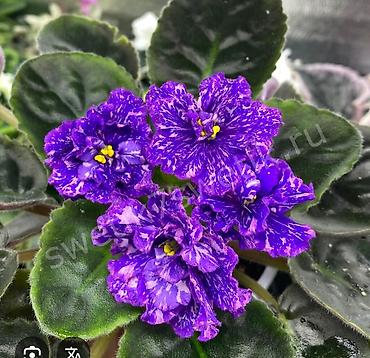 орхидеи детки: Продаю деткистартеры сортовых фиалок🌺🌿🌺. От 100сом. Есть взрослые — 1