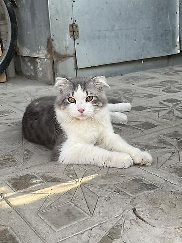 коты в хорошие руки: Шотландская — 1