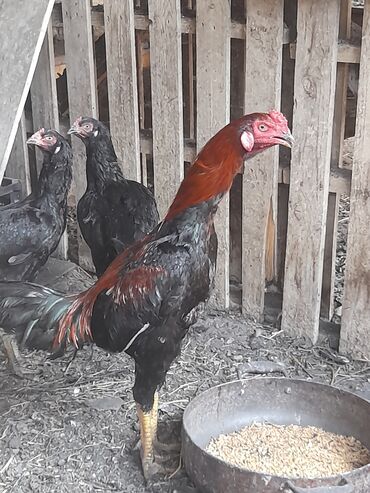 quş yuva: Heratı Xoruz 2 fərəsi ilə 150 manat Heratı cücələri 1 ay və ay